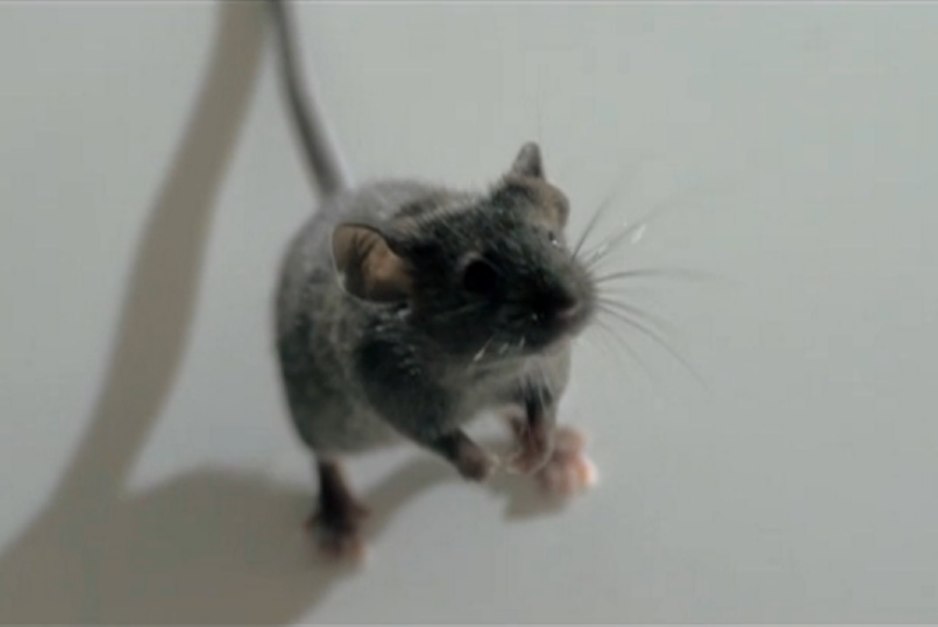 JM-Chauve-Souris