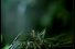 poster-10011-xbox-360-mosquito-68x45