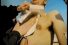 poster-10023-seat-ibiza-l-epilation-68x45