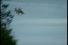 poster-10082-association-des-societes-francaises-dautoroute-asfa-service-des-autoroutes-de-france-animaux-68x45
