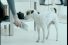 poster-10349-paul-versan-blonde-et-chien-68x45