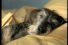 poster-10446-virgin-radio-sausage-dog-68x45