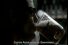 poster-10483-soproni-aszok-terminator-68x45