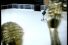 poster-10811-new-york-skating-68x45