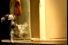 poster-10853-suntrust-dog-68x45