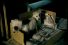 poster-1146-butcher-s-puppies-68x45