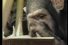 poster-11488-skolso-tarzan-cheetah-68x45