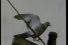 poster-11588-vauxhall-pigeon-68x45