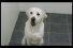 poster-11758-thinkbox-dogs-home-68x45