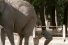 poster-11808-mtv-elephant-shit-68x45