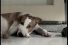 poster-11858-mistine-foot-deodorant-powder-spray-chien-a-l-odorat-sensible-68x45