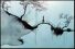 poster-1198-bombay-sapphire-gin-drift-68x45