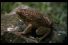 poster-12072-top-digital-audio-productions-frog-68x45
