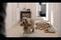 poster-12078-netcom-dog-68x45