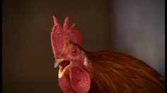 poster-12158-migros-animal-farm-236x132