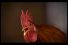 poster-12158-migros-animal-farm-68x45