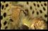 poster-12329-lmn-lemon-cheetah-68x45
