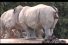 poster-12401-zoo-auckland-parc-zoologique-poo-68x45