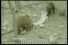 poster-12520-proximus-bear-68x45