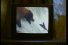 poster-12529-vici-crab-sticks-laughing-bear-68x45