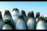 poster-12555-de-lijn-transports-publics-pingouins-68x45