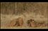 poster-12687-national-geographic-animal-book-hand-68x45