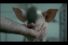 poster-12737-boom-comedy-pig-68x45