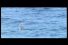 poster-12860-festival-de-films-sitges-sci-fi-fantasy-film-festival-shark-68x45