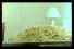 poster-12985-sealect-tuna-spaghetti-68x45