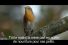 poster-13047-panasonic-tondeuse-birds-68x45