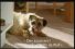 poster-13061-wall-s-pork-sausages-oh-a-cat-68x45