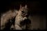 poster-13151-john-nolan-films-nolan-s-nuts-68x45