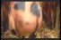 poster-13409-colman-s-moutarde-staying-alive-68x45