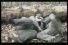 poster-13410-virgin-cola-les-deux-soldats-68x45