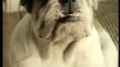poster-13493-vitana-soupe-le-bulldog-236x132