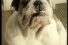poster-13493-vitana-soupe-le-bulldog-68x45