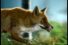 poster-13646-boursin-les-renards-68x45
