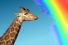 poster-13891-skittles-juicy-exotic-giraffe-68x45