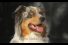 poster-13895-kota-perro-68x45