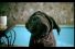 poster-13937-friskies-slobber-68x45