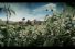 poster-15227-ribena-migration-68x45