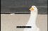 poster-15351-miller-lite-goose-68x45