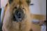 poster-15374-hi-bank-consolidating-debt-service-lost-dog-68x45