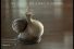 poster-15535-shera-shera-floor-planks-2-pregnant-snail-68x45