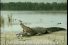 poster-15563-dentyne-chewing-gum-crocodile-birds-68x45