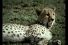 poster-15854-buenos-aires-zoo-parc-zoologique-yawns-68x45