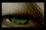 poster-15892-national-geographic-chaine-de-television-hd-eye-68x45
