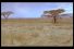 poster-16062-reactine-savannah-68x45