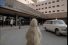 poster-16082-alfa-romeo-147-hospital-68x45