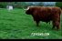 poster-16112-fivedvd-com-the-farm-sponsorship-68x45